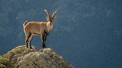 Prisioneros de las cumbres
