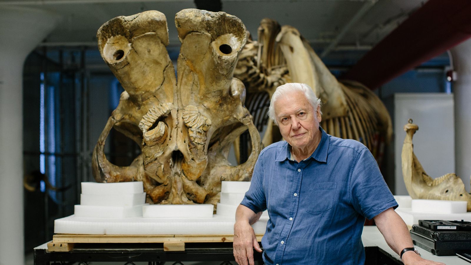 Somos documentales - David Attenborough y el elefante gigante - Documental en RTVE