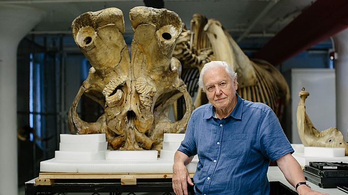 David Attenborough y el elefante gigante