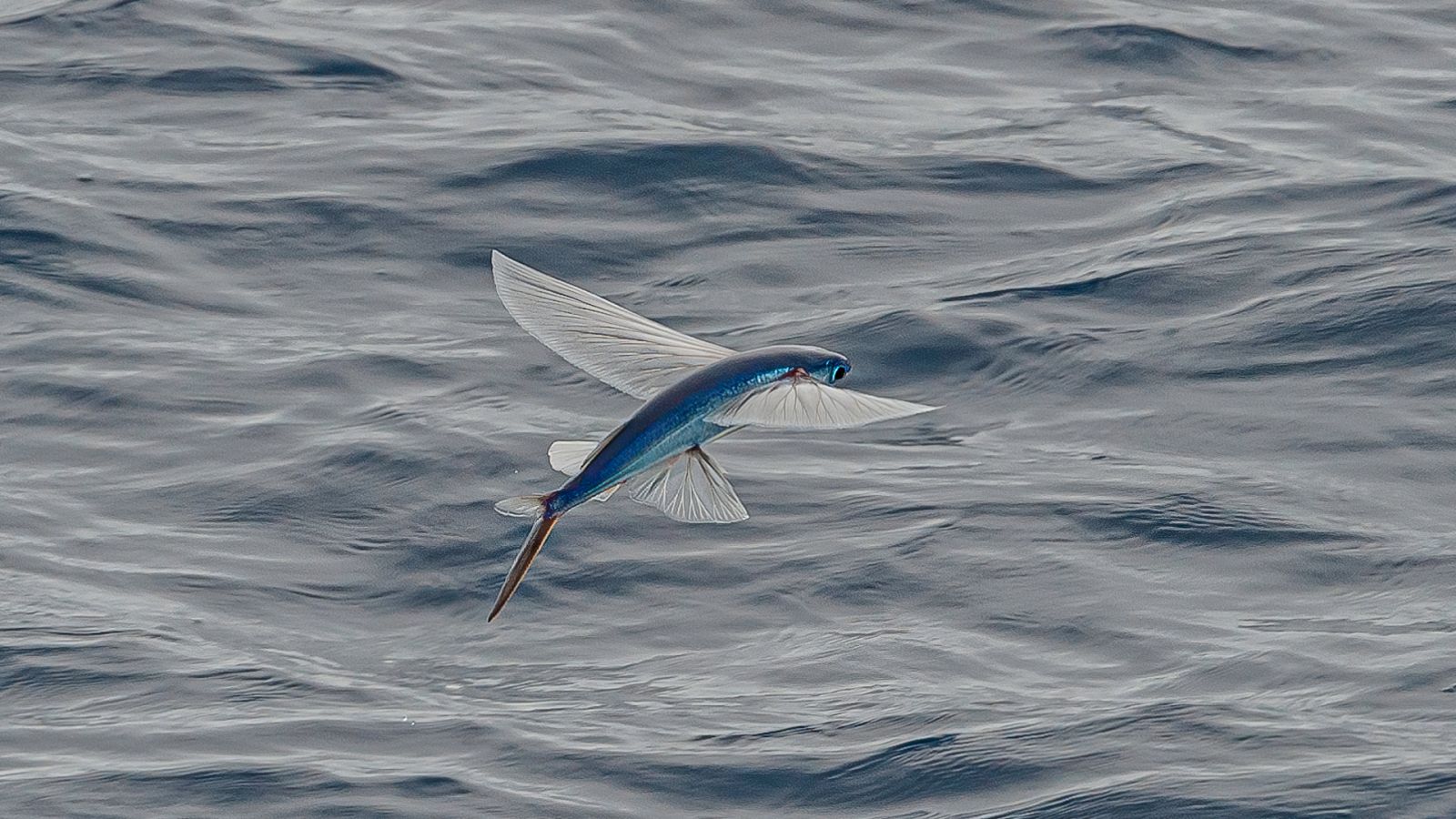 ¿Cómo se pesca el pez volador? Nos enseñan en Estepona