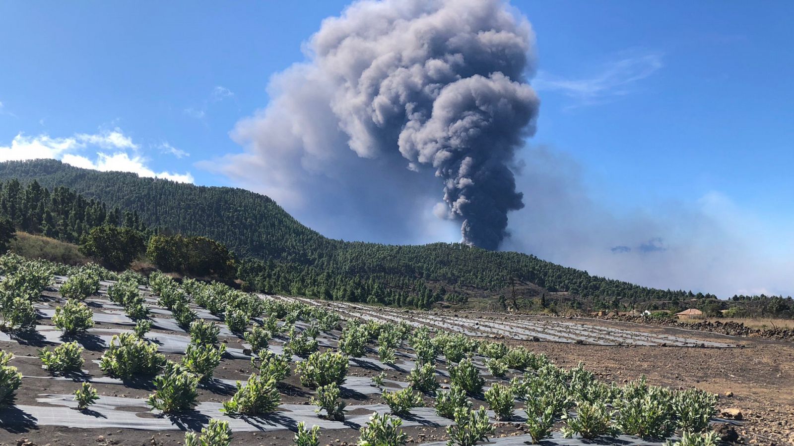 Salvar las proteas de la erupción de Cumbre Vieja