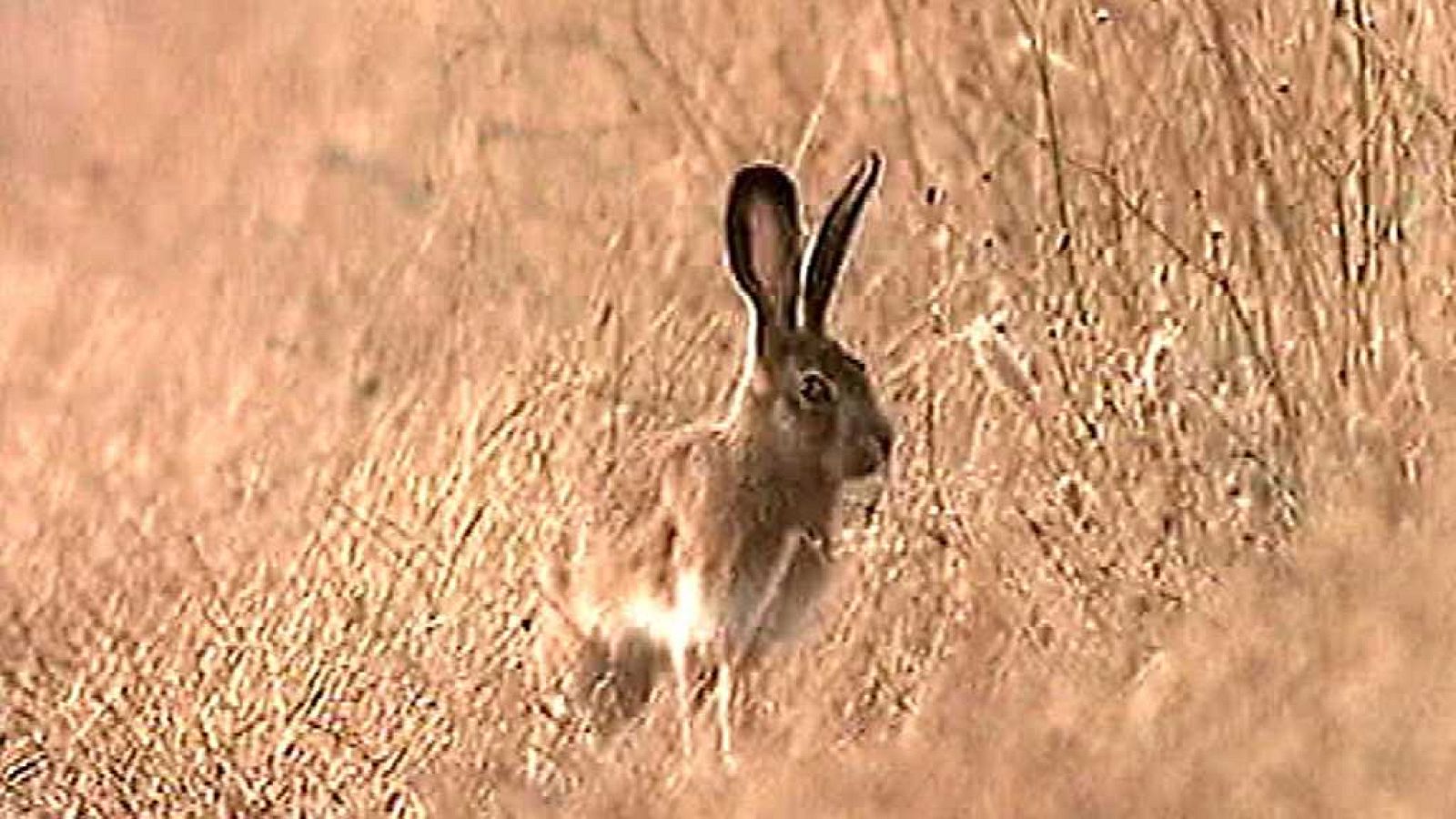 El universo escondido - Episodio 12: Tierras infinitas - ver ahora