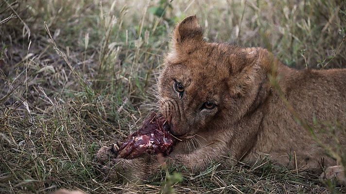El reino salvaje - El amanecer de la oscuridad