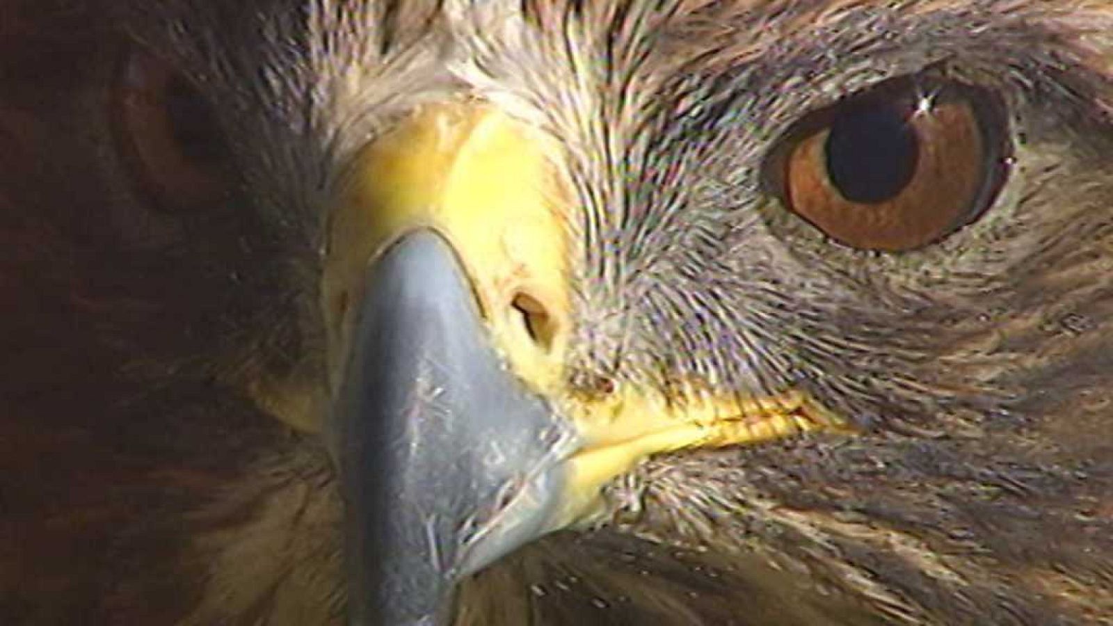 El universo escondido - Episodio 13: Bosques de agua - ver ahora