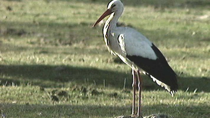 El universo escondido - La alfombra viva