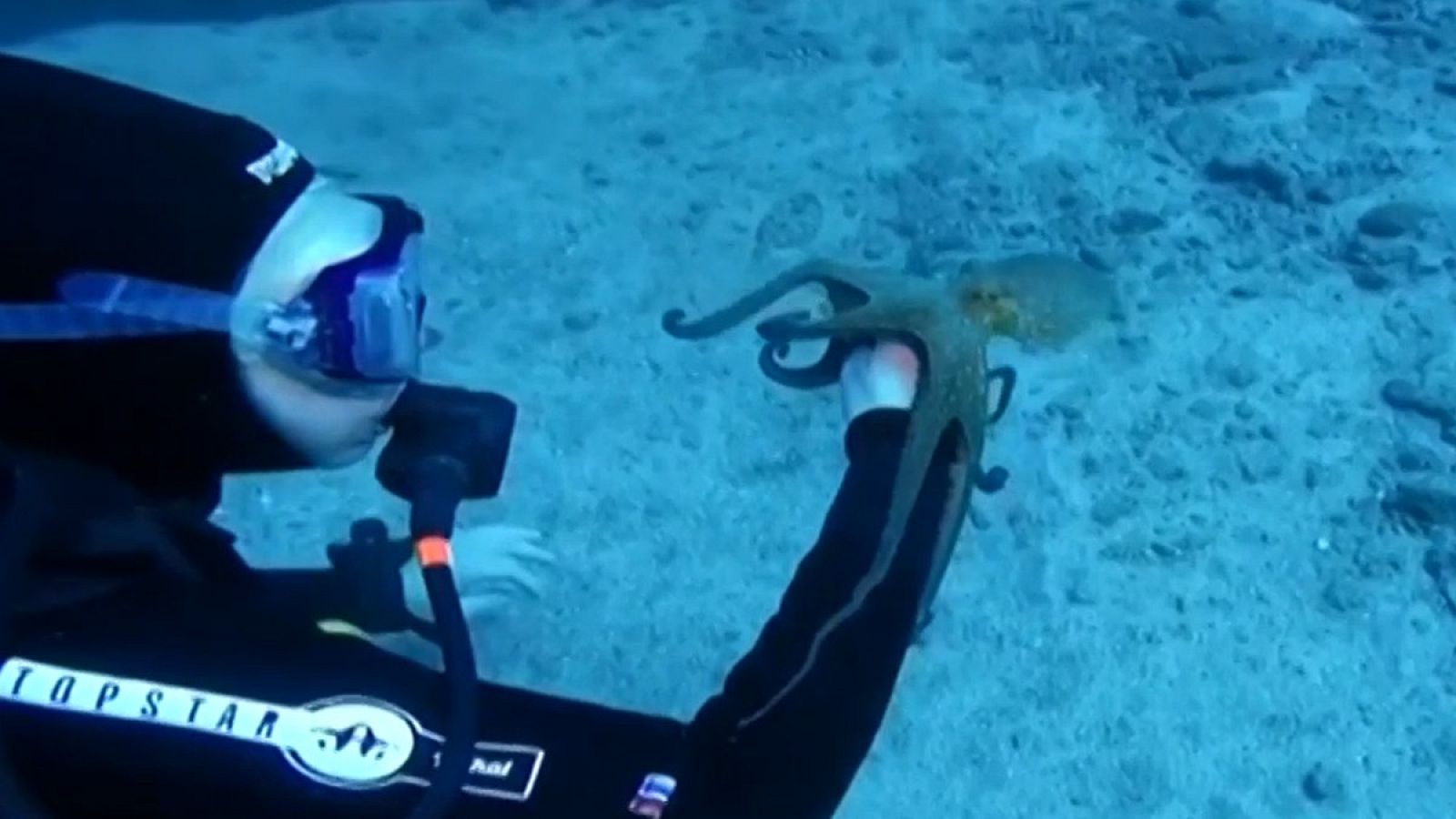 Día Mundial del Pulpo, el invertebrado más inteligente- RTVE.es - Informativo 24h | Ver