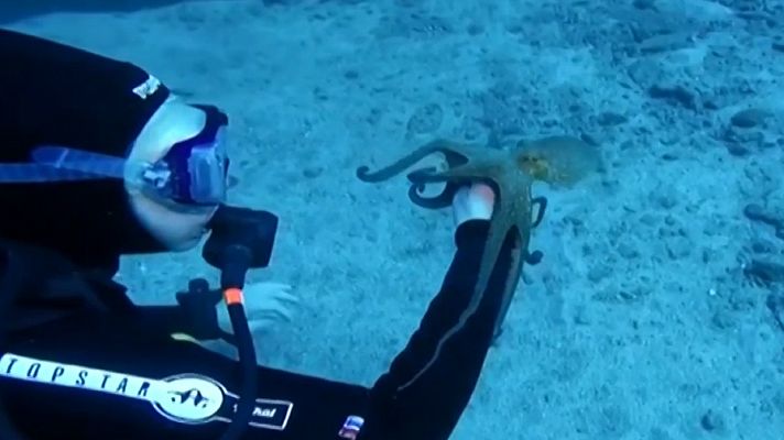 Informativo 24h - Día Mundial del Pulpo, el invertebrado más inteligente