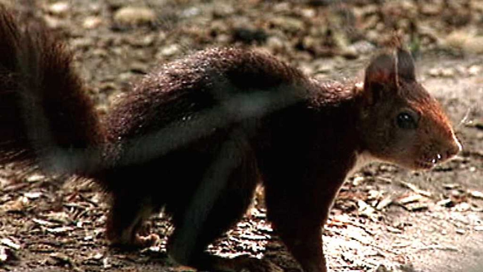 El universo escondido - Episodio 16: Oasis de ciudad - ver ahora