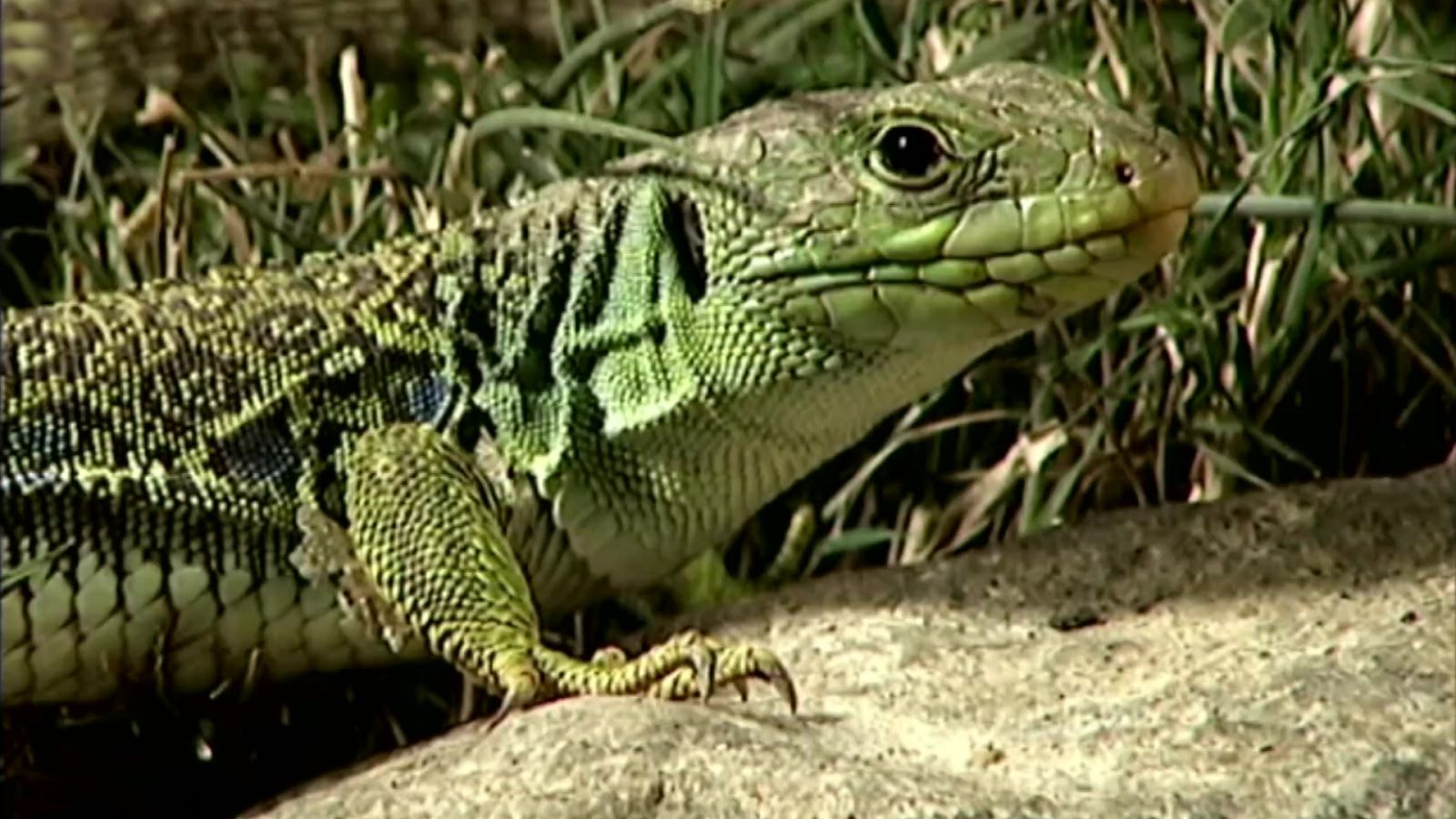 El universo escondido - Episodio 17: Piedras vivas - ver ahora