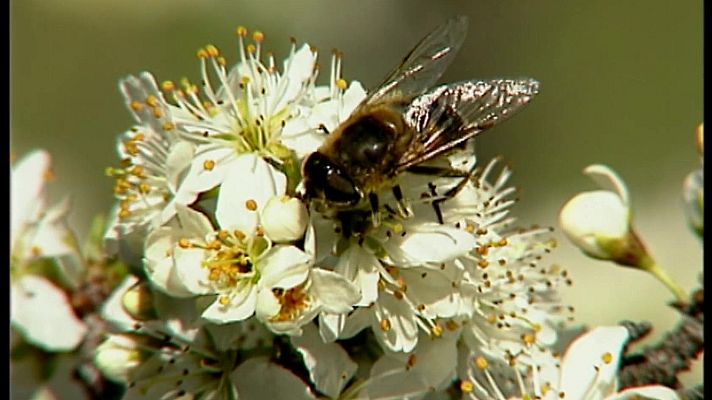 El universo escondido - Dulces espinas