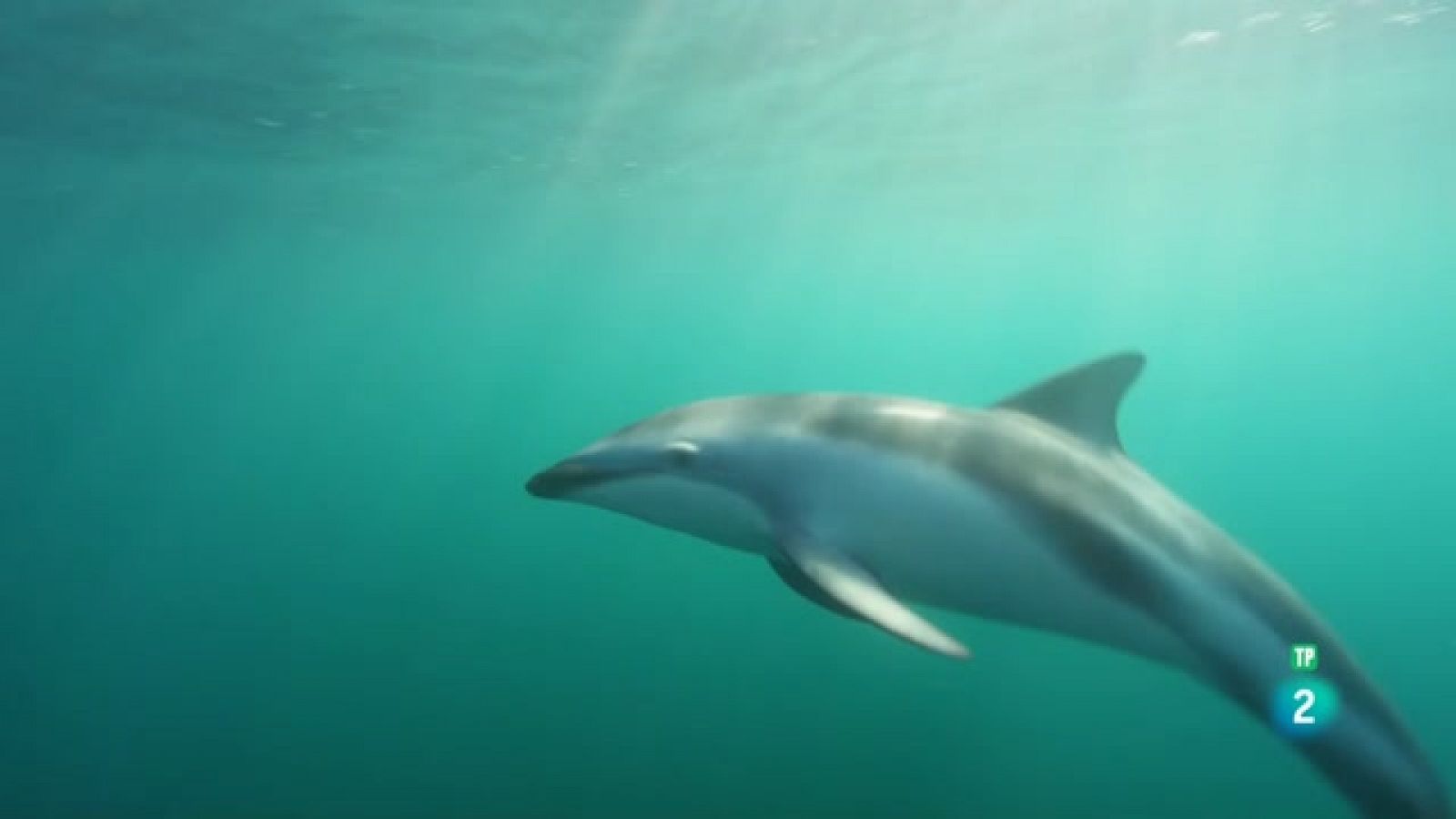 Som Documentals - Dofins salvatges - Veure ara