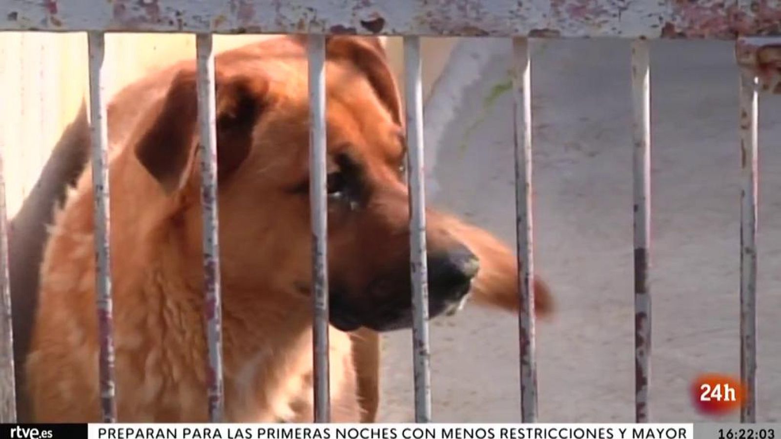 Parlamento - El reportaje - Los animales serán considerados "seres sintientes" - 09/10/2021