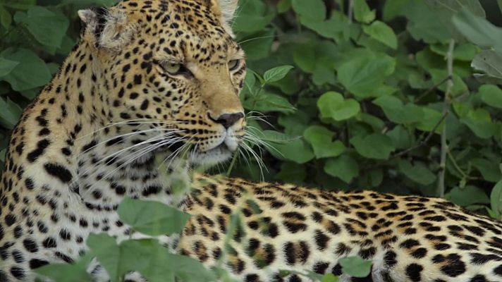 El reino salvaje - Juegos de guerra