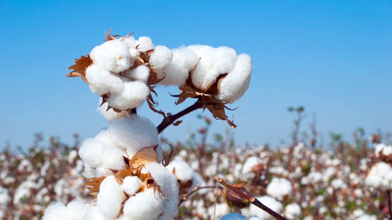España Directo - Recogemos algodón en Lebrija