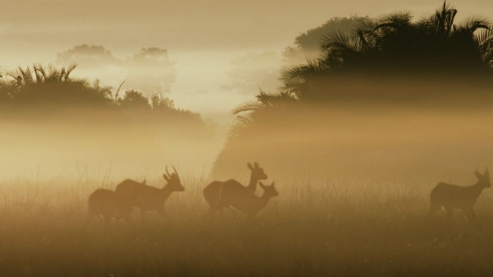 El reino salvaje - Episodio 5: La caída de la reina - ver ahora