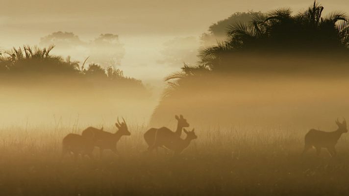 El reino salvaje - La caida de la reina