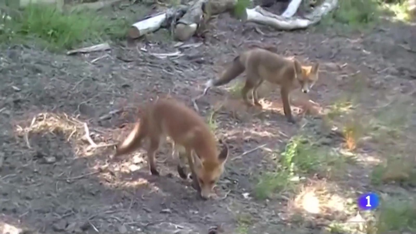 Los zorros de Idocin - Telenavarra | Ver