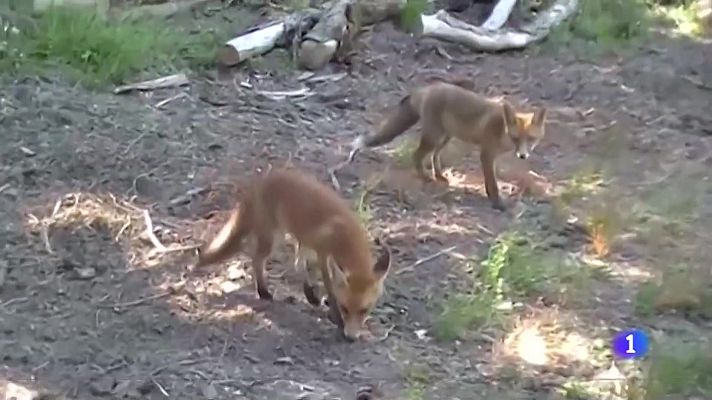 Telenavarra - Los zorros de Idocin