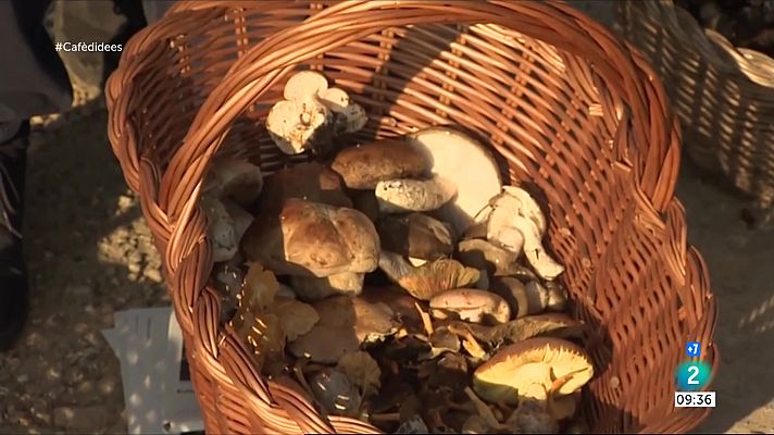 El temps - Comença la temporada de bolets