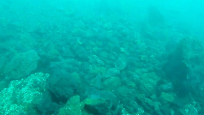 Las primeras imágenes submarinas de la fajana en La Palma revelan que la vida continúa bajo el agua