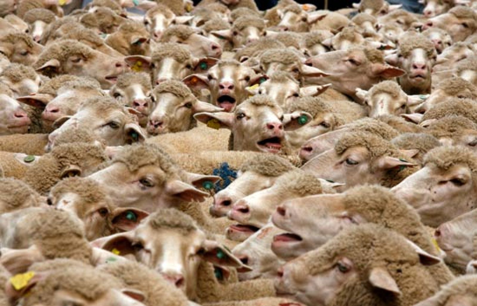 Más de 500 ovejas por la Gran Vía de Madrid | Ver