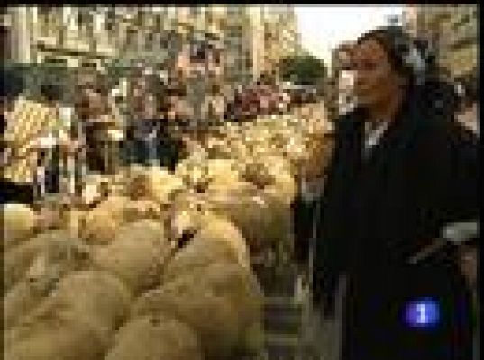 Más de 500 ovejas por la Gran Vía