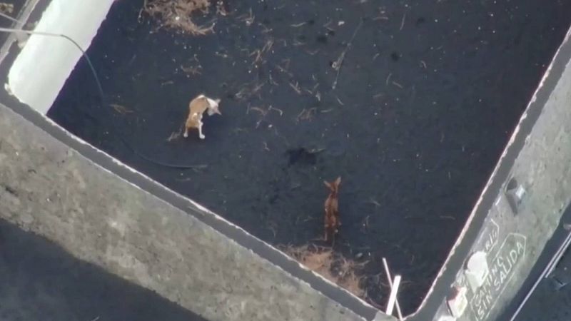 Un dron descubre tres perros en un depósito de agua en Todoque