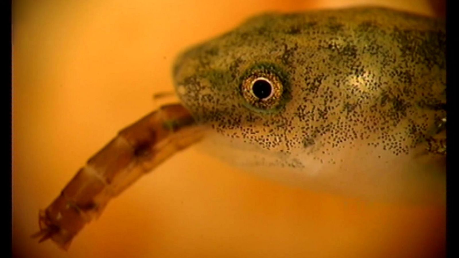 El universo escondido - Episodio 22: Donde nace el agua - ver ahora