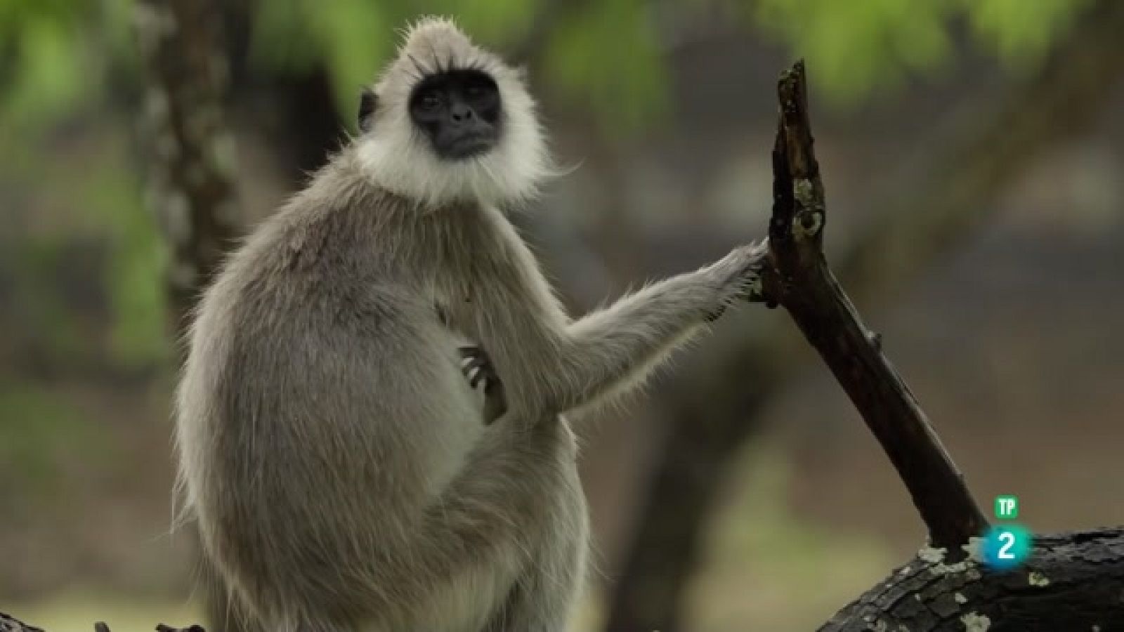 Grans Documentals - Arquitectes de la naturalesa - Veure ara