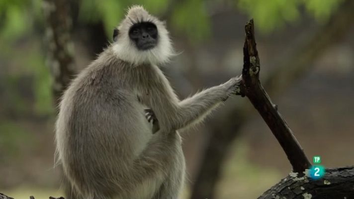 Som Documentals - Arquitectes de la naturalesa