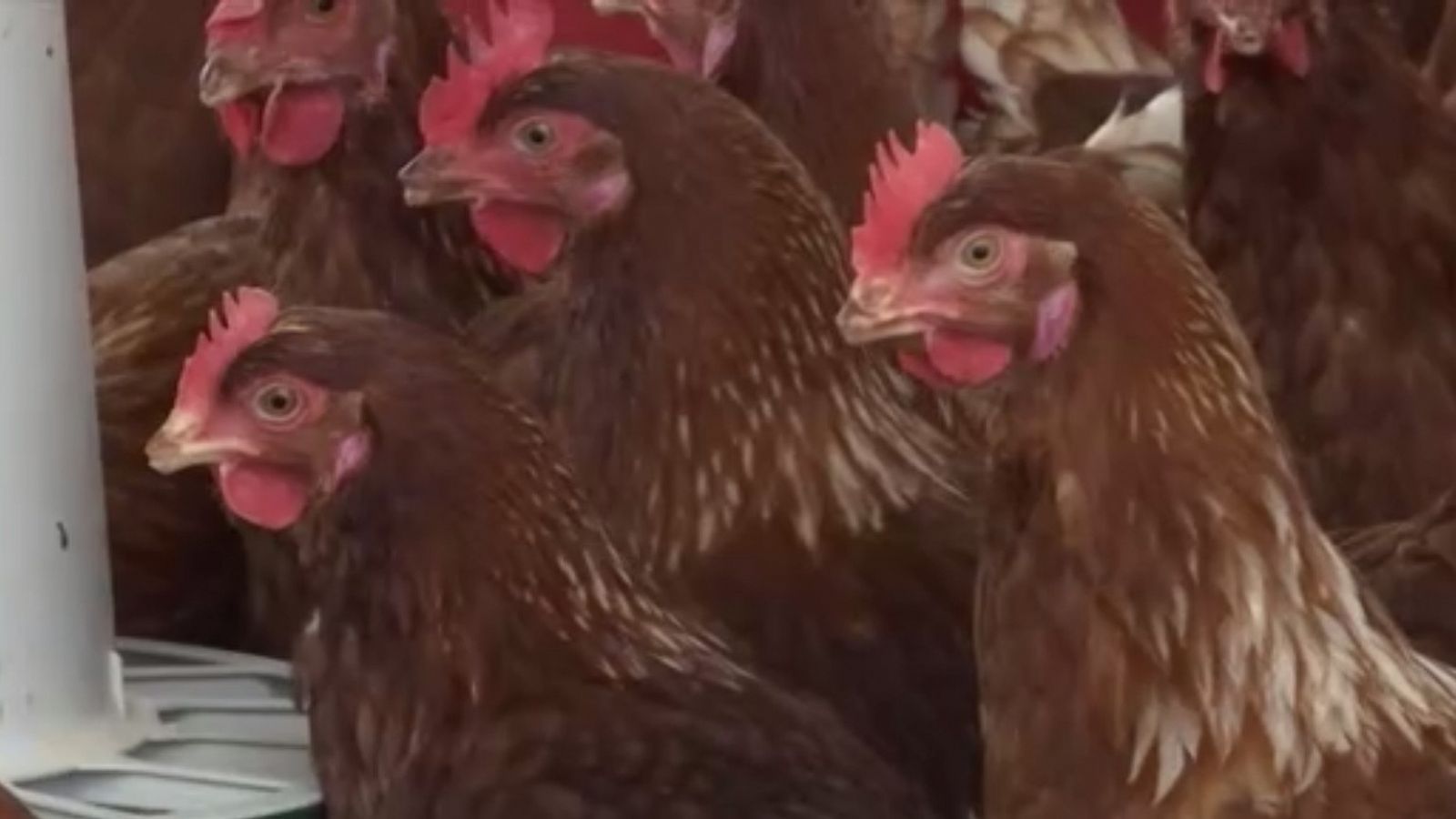 Greenpeace, contra las macrogranjas: contaminan el entorno y no contribuyen al desarrollo de los pueblos