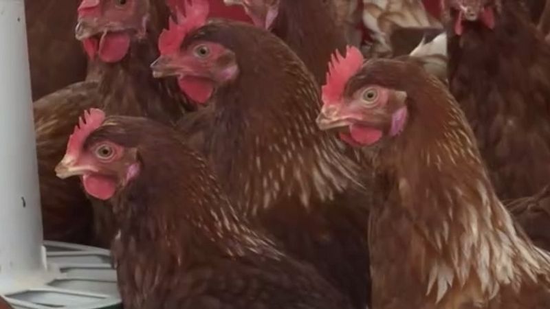 Greenpeace, contra las macrogranjas: contaminan el entorno y no contribuyen al desarrollo de los pueblos