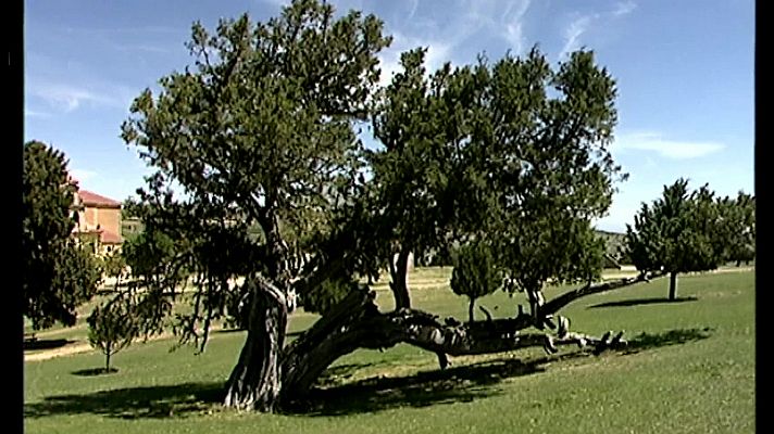 El bosque antiguo