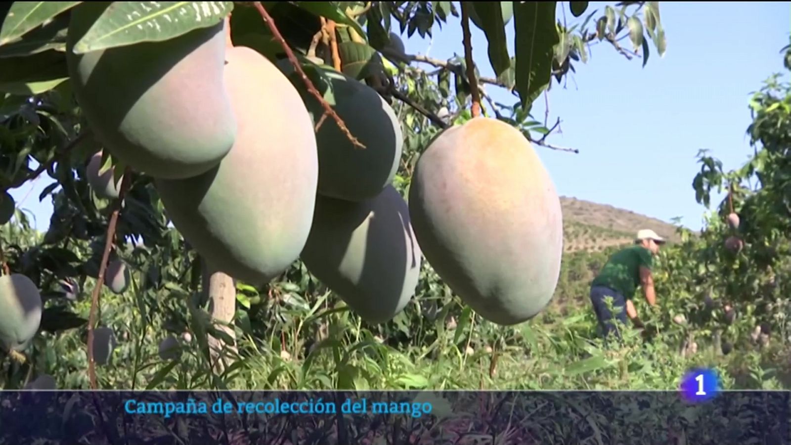 La campaña de mango alcanzará las 26.000 toneladas - Noticias Andalucía | Ver
