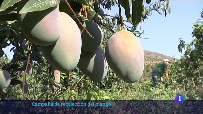 La campaña de mango alcanzará las 26.000 toneladas