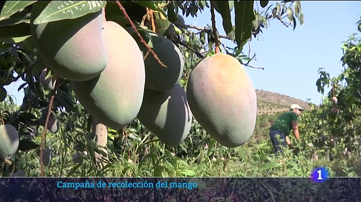 Noticias Andalucía - La campaña de mango alcanzará las 26.000 toneladas