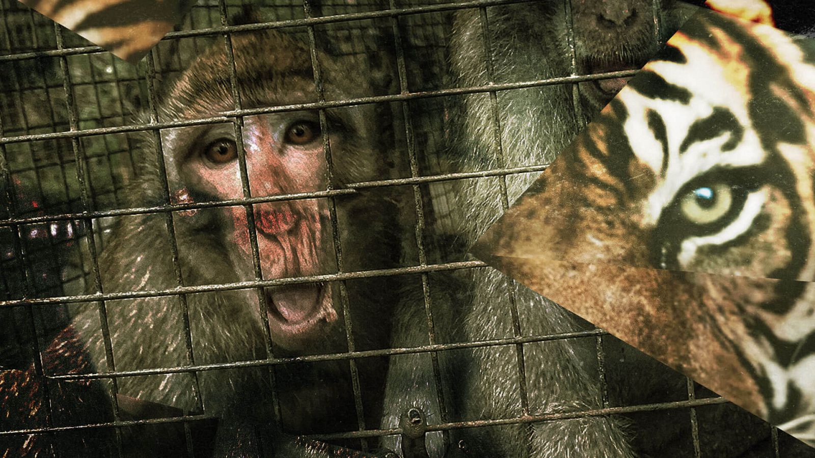 Lucía en la telaraña (Transmedia): Tráfico de animales