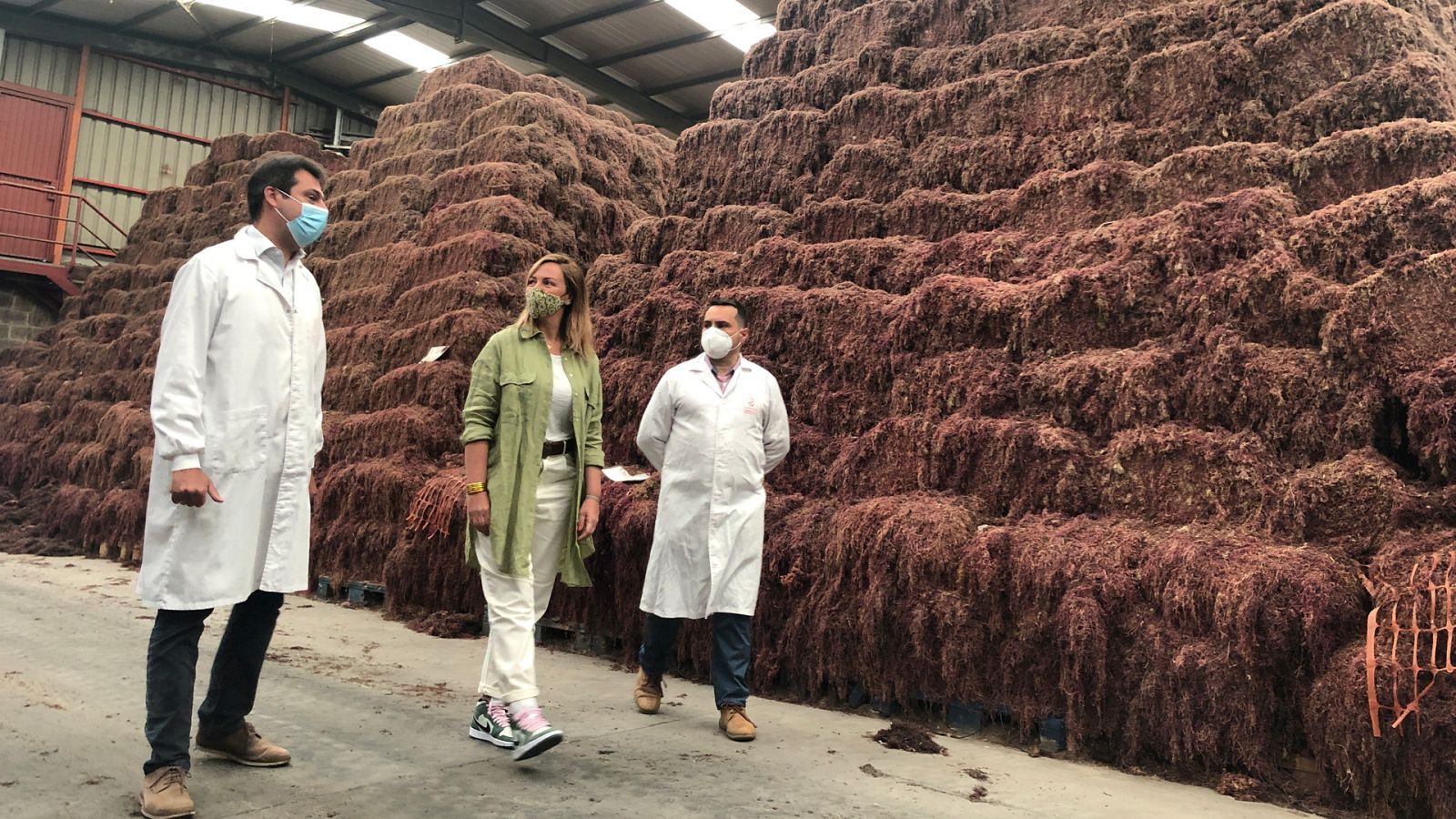 El escarabajo verde - La Tierra está de moda - ver ahora