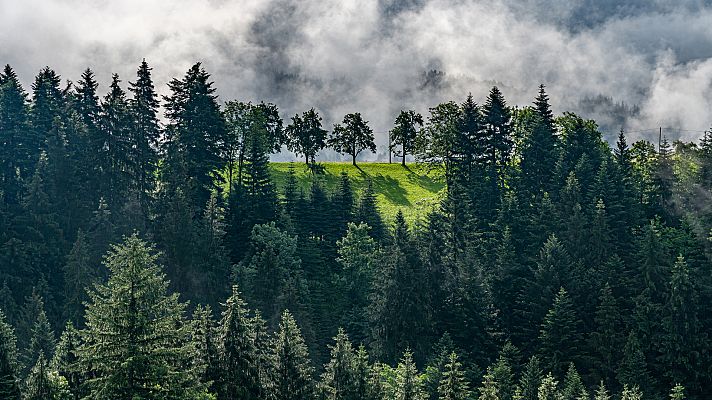 Selva negra, el pulmón de Alemania