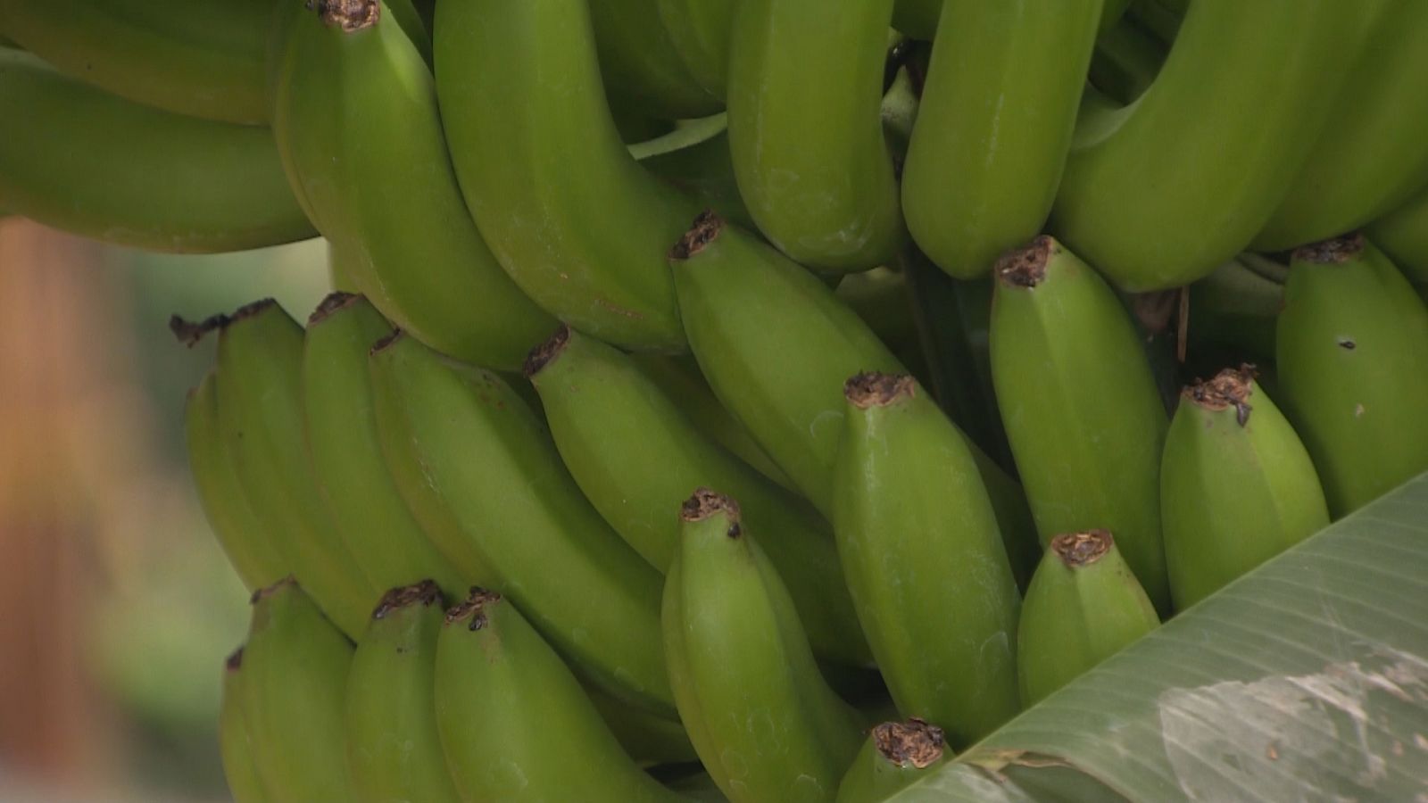 Agrosfera - 16/10/21- ver ahora