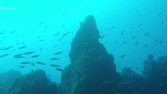 Primeras imágenes de la vida marina en la fajana de La Palma