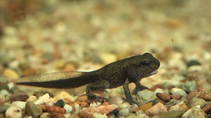 ¡Qué animal! - Metamorfosis