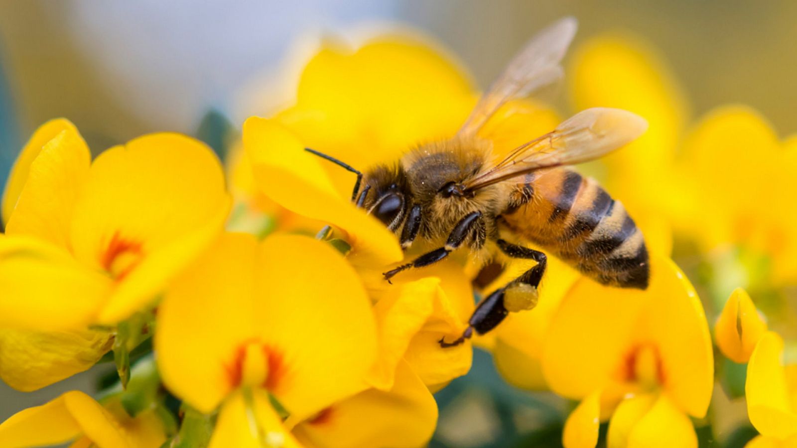 El universo escondido - Episodio 26: Los jardines del sol . ver ahora