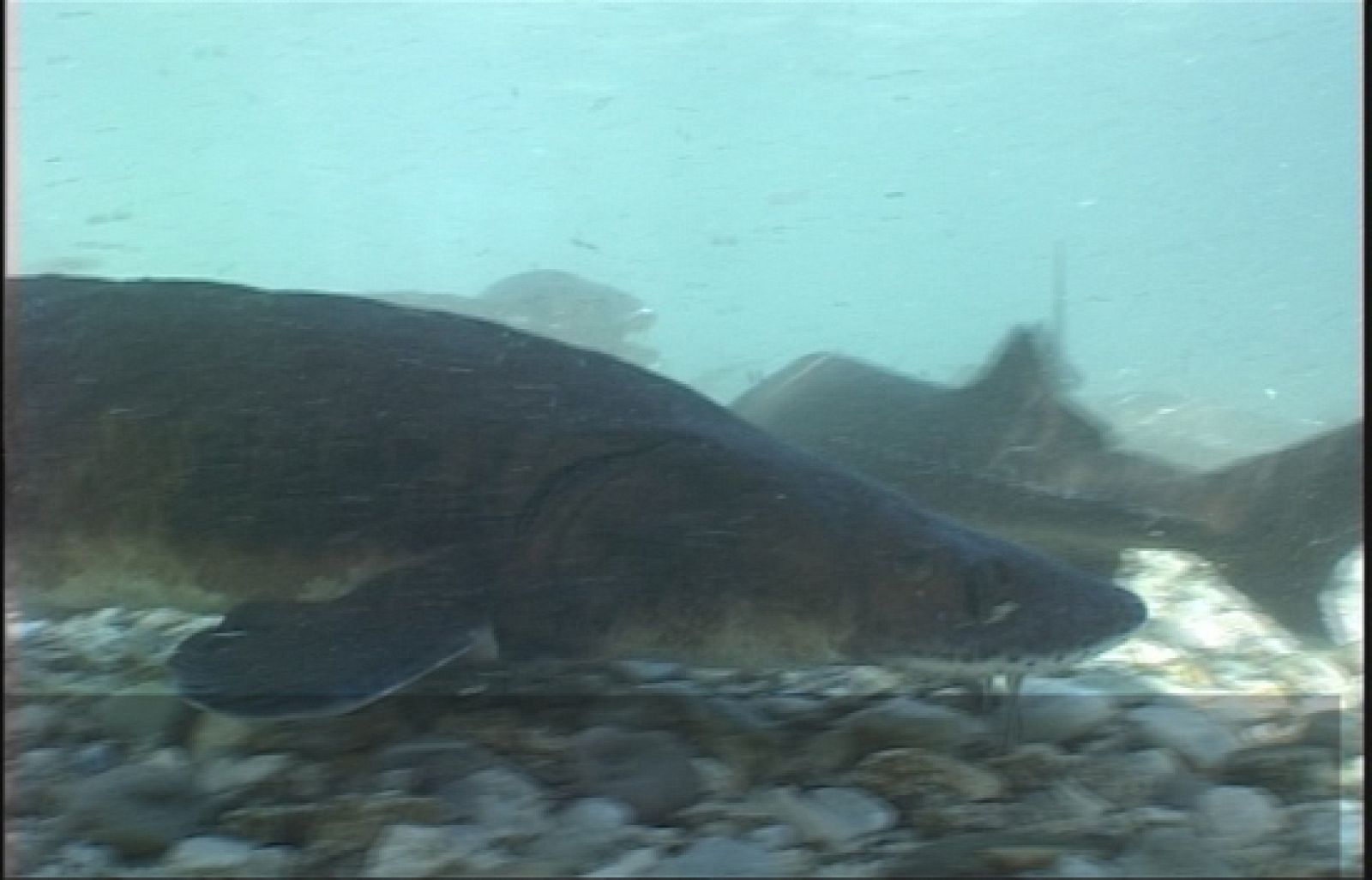 Fábrica de ideas - Innova: Piscifactoría Sierra Nevada | Ver