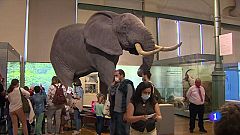 El Museo de Ciencias Naturales cumple 250 años