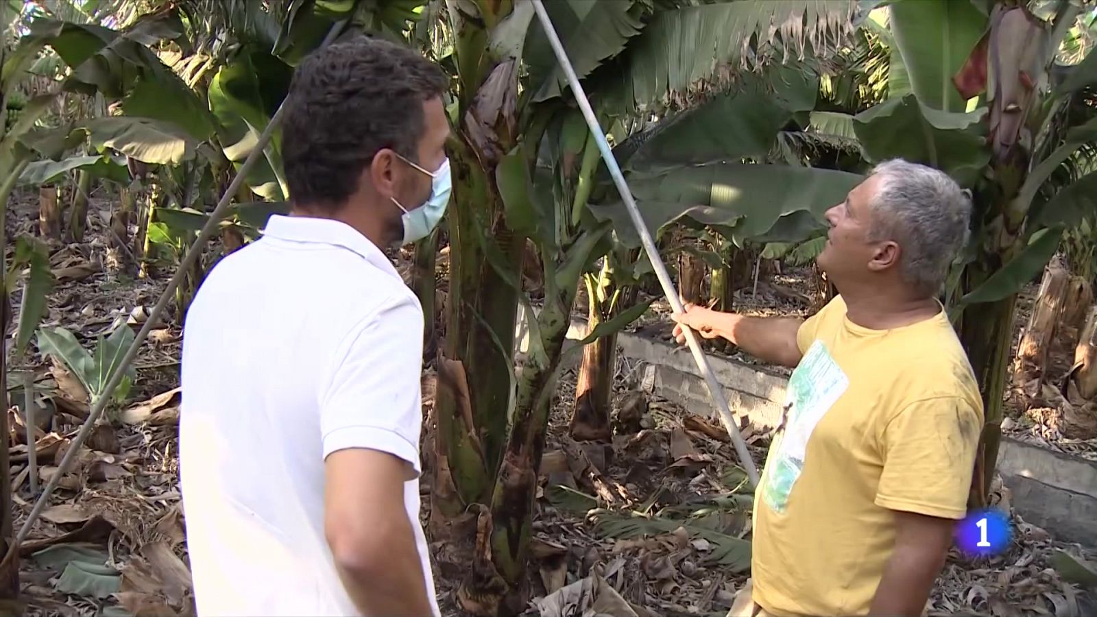 Los plataneros necesitan el agua de las desaladoras - RTVE.es