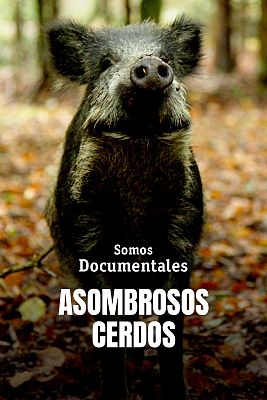 Somos Documentales - Asombrosos cerdos