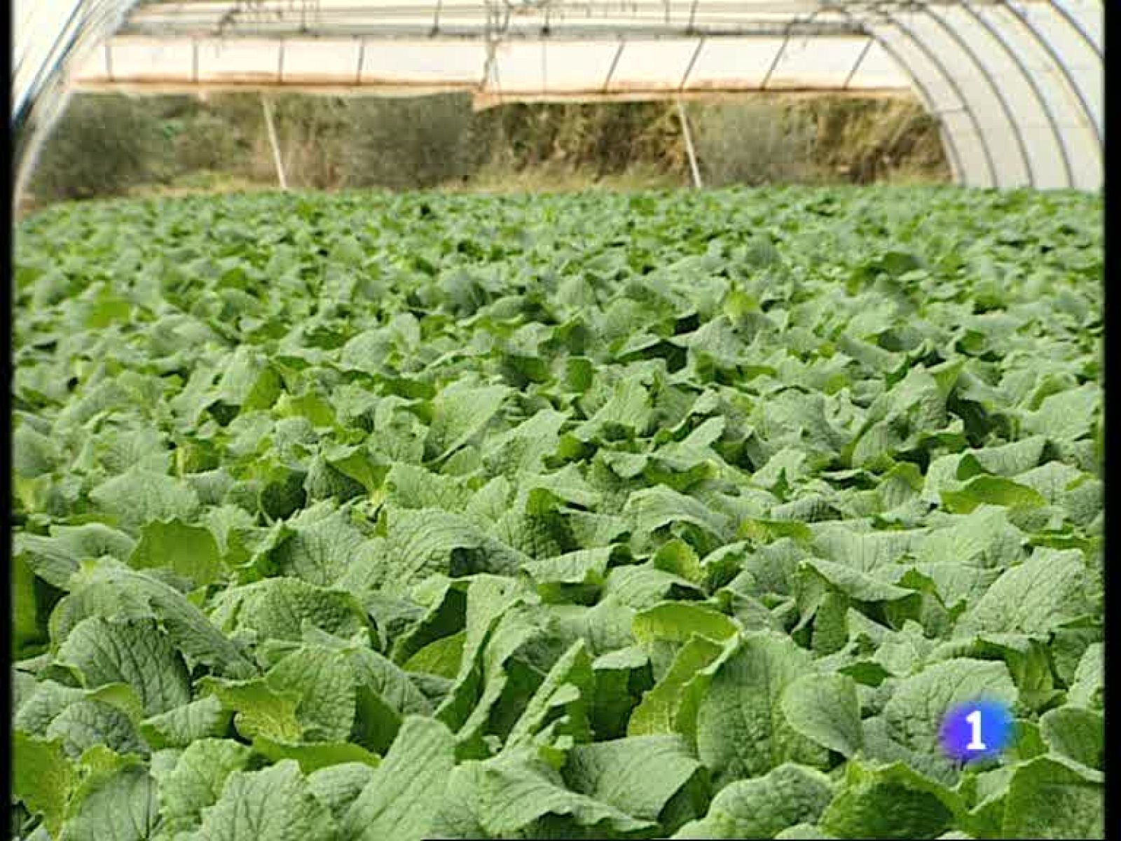 Informativo  Telerioja (26/10/09)