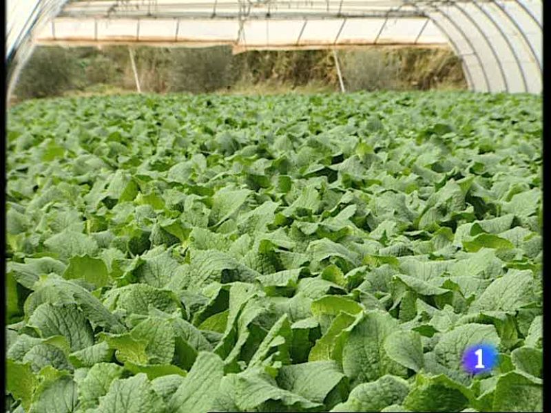 Informativo  Telerioja (26/10/09)