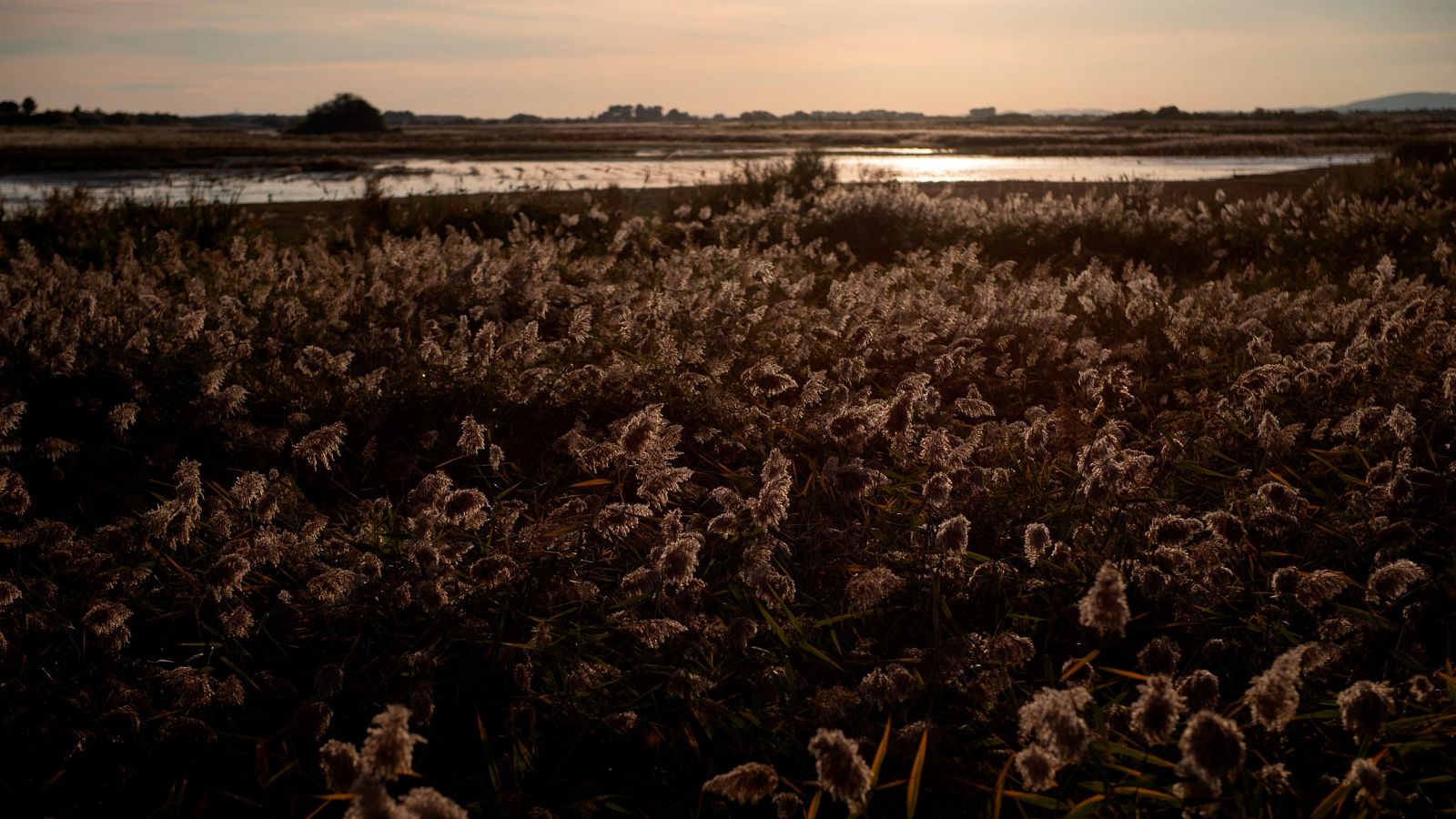 Las Tablas de Daimiel, un acuífero castigado por el robo de agua en España